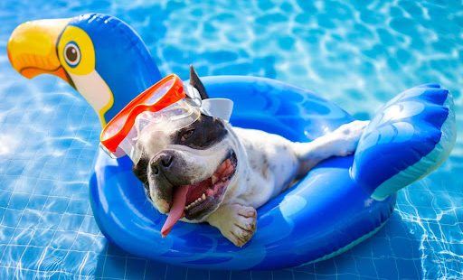 Verão “animal”: como cuidar dos pets na estação mais quente do ano