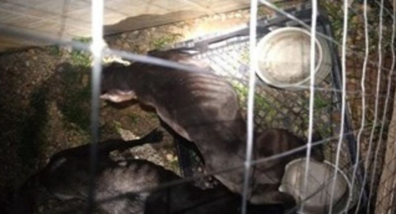 Dois c&atilde;es foram localizados pela pol&iacute;cia em estado de desnutri&ccedil;&atilde;o – Foto: Pol&iacute;cia Militar/Divulga&ccedil;&atilde;o