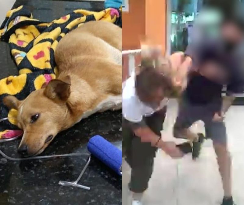 Tratamento de cãozinho atropelado gerou discussão e agressão em Balneário Piçarras – Foto: Reprodução/ND