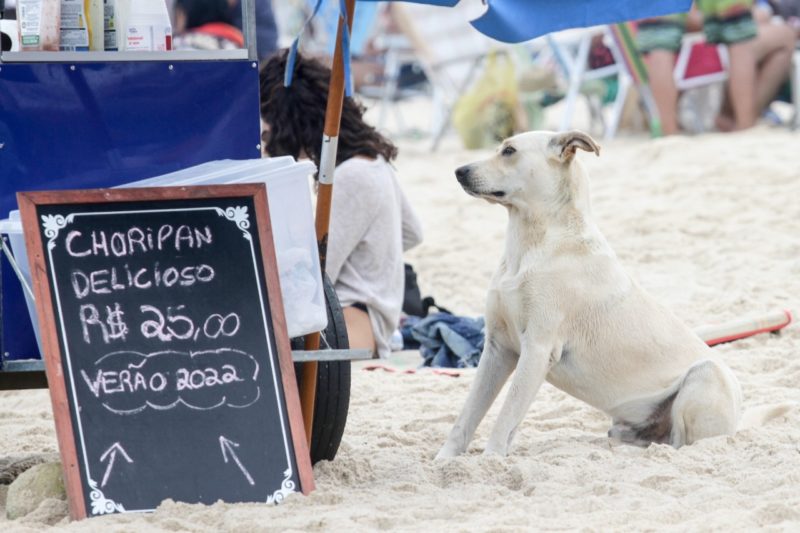 “Mo&ccedil;o, tem desconto pra cachorro?” – Foto: Leo Munhoz/ND