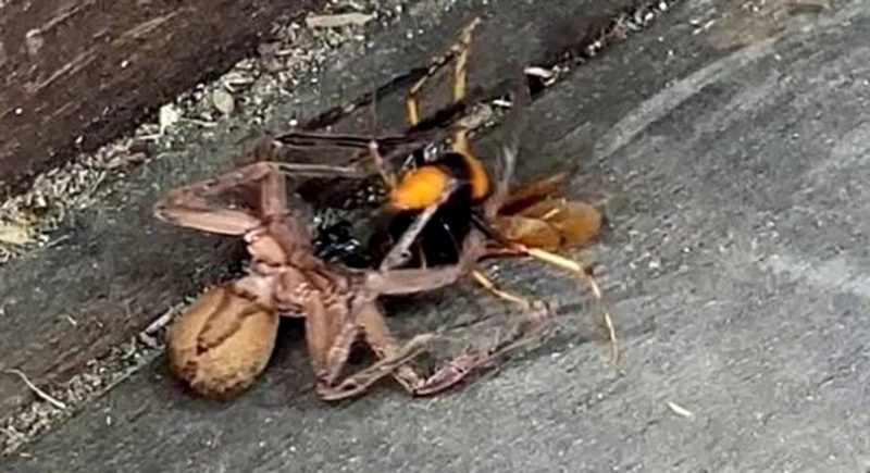 Vídeo mostra luta até a morte entre aranha caçadora e vespa gigante — Foto: Reprodução/ND