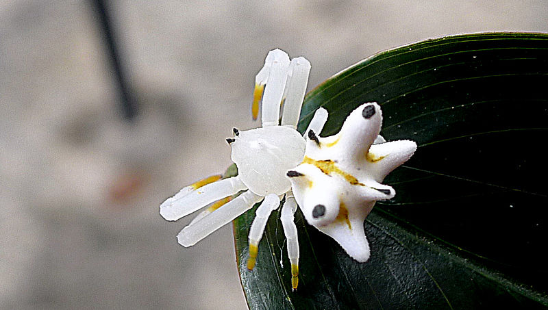 Aranha-flor se assemelha a uma flor e se camufla de acordo com a superfície – Foto: Alex Popovkin/Wikimedia Commons