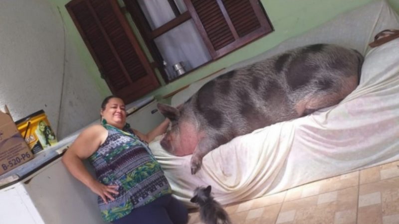 Rosângela chegou a receber uma proposta de R$ 1,5 mil para vender o animal, mas recusou devido ao espaço que Lilica conquistou em seu coração &#8211; Foto: Arquivo Pessoal/ND