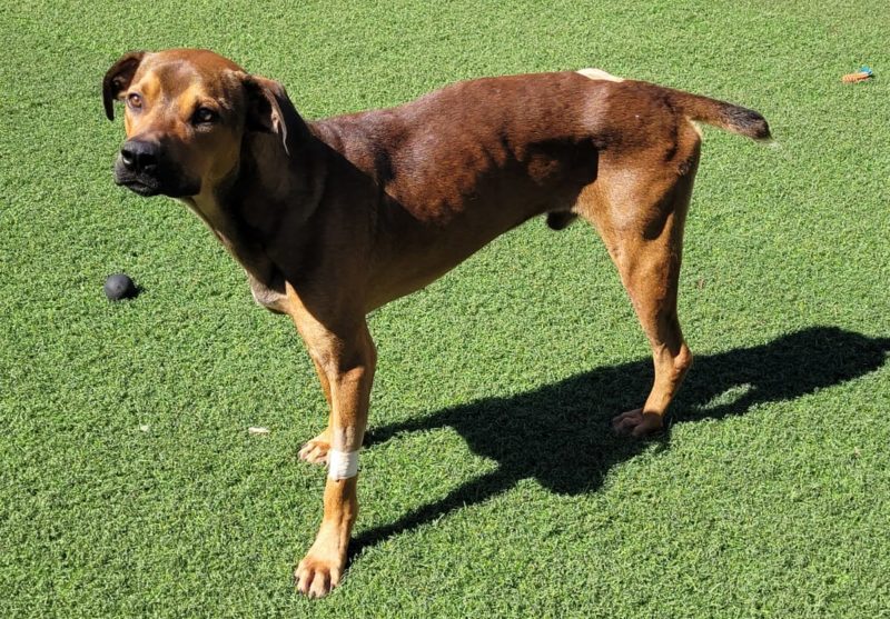 cachorro em pé com a pata amputada