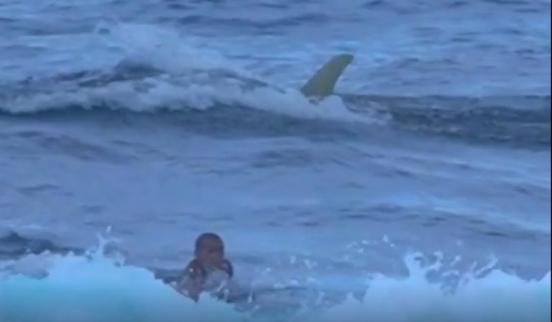 Tubarão persegue surfistas em praia de Porto Rico — Foto: Reprodução/ND