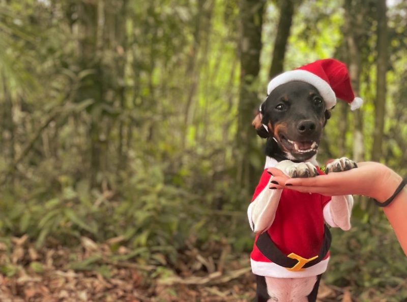 Cachorro vestido de Papai Noel est&aacute; dispon&iacute;vel para ado&ccedil;&atilde;o em Blumenau – Foto: Divulga&ccedil;&atilde;o/Cepread/ND