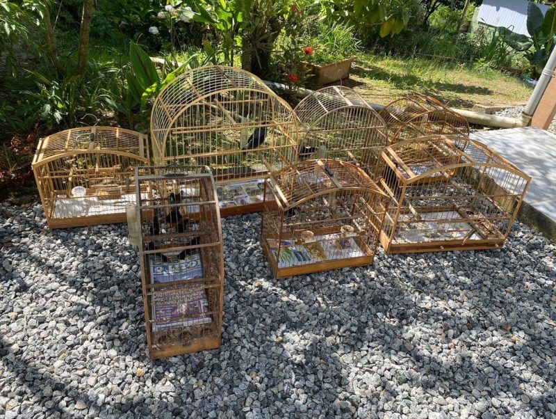 As den&uacute;ncias recebidas pelo GOR eram de que o homem vendia as aves e fazia a captura delas – Foto: GOR/Pol&iacute;cia Civil de Itapema/Divulga&ccedil;&atilde;o