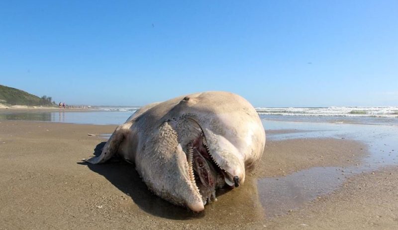 Boto foi encontrado na praia do Mar Grosso em Laguna &#8211; Foto: Elvis Palma/Divulgação/ND