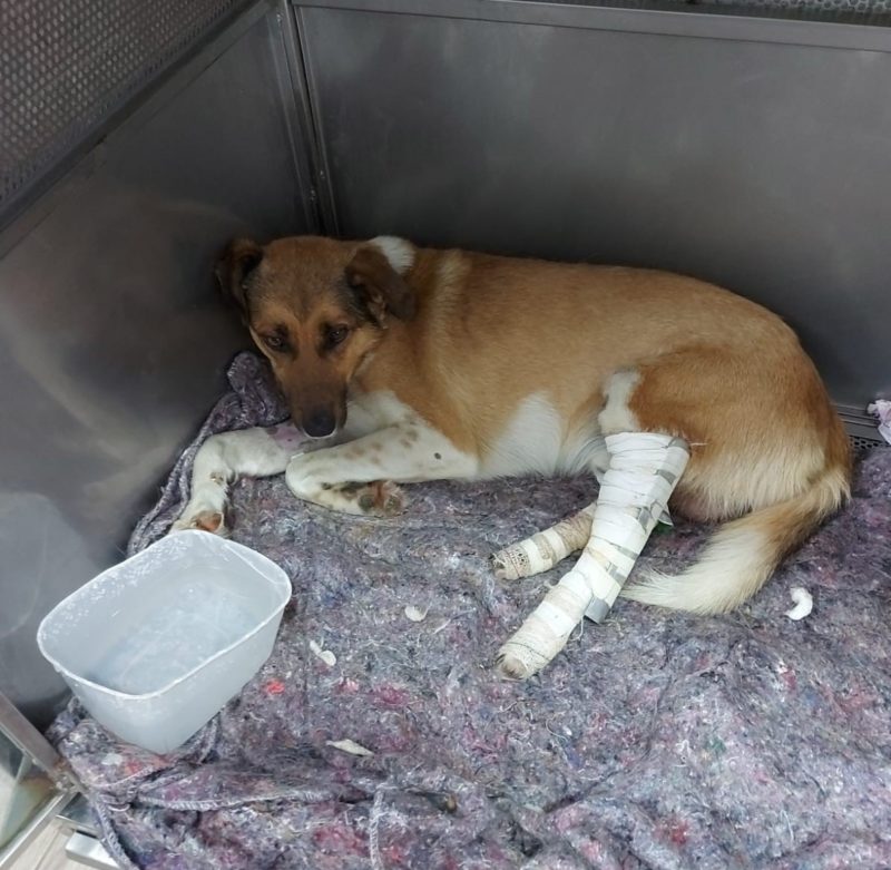 Concession&aacute;ria tem dez dias para providenciar tratamento e exames aos animais – Foto: Divulga&ccedil;&atilde;o/Procon/ND