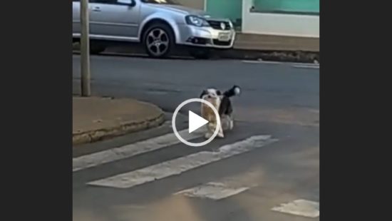 VÍDEO: cavalo fica 'dando risada' ao curtir mergulho em rio de SC