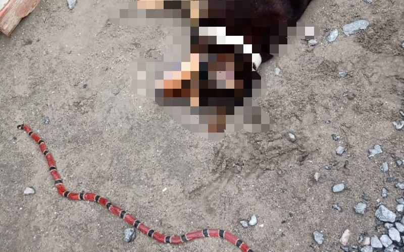 Mordida de cobra em cachorro: saiba o que fazer