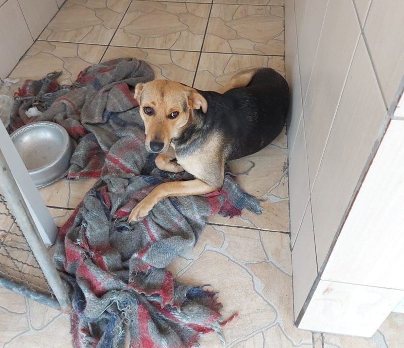 Ao todo, 20 cachorros e gatos estariam abandonados – Foto: Divulga&ccedil;&atilde;o/Procon/ND