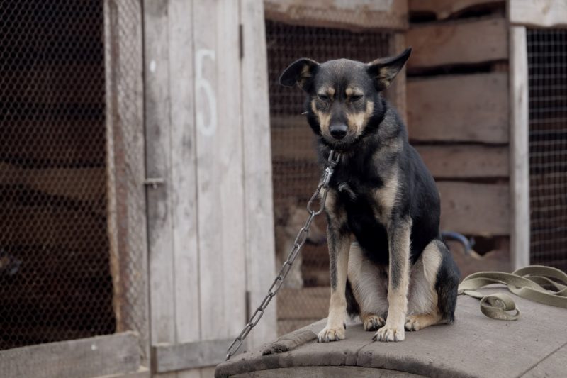 Protetora foi agredida ao tentar orientar tutora sobre cão preso à corrente &#8211; Foto ilustrativa: Pixabay
