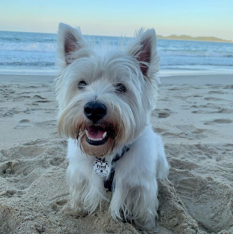 Segundo Priscila, &eacute; importante manter o pet em um local seguro e acolhedor durante as festas de fim de ano&nbsp;– Foto: frederico_westie/Reprodu&ccedil;&atilde;o/ND