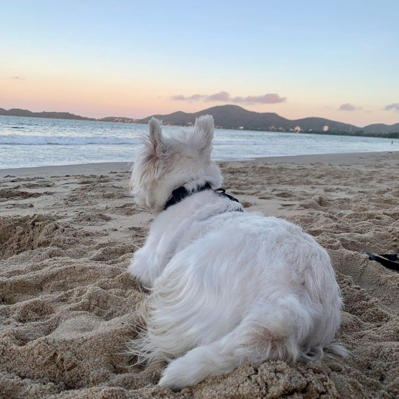 Proibi&ccedil;&atilde;o de c&atilde;es em praia de SC gera campanha nacional – Foto: frederico_westie/Reprodu&ccedil;&atilde;o/ND