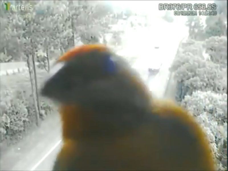 Can&aacute;rio interrompe monitoramento da BR-376 – Foto: Arteris Litoral Sul/divulga&ccedil;&atilde;o