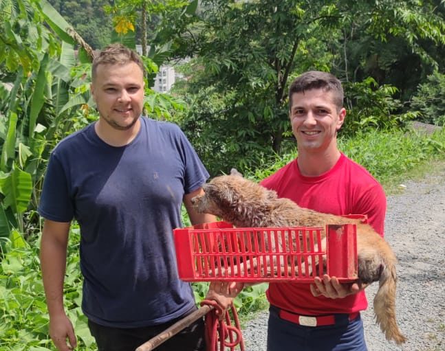 Cachorro havia ca&iacute;do em buraco de 1,5m de profundidade – Foto: Corpo de Bombeiros/Divulga&ccedil;&atilde;o/ND