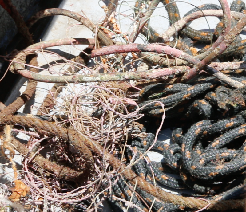 Coleta surpreende pela quantidade e o que os volunt&aacute;rios encontram no fundo de mares e rios. – Foto: Divulga&ccedil;&atilde;o