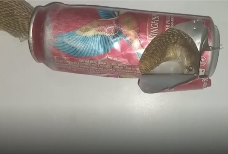 Cobra fica entalada em lata de cerveja – Foto: Reprodução