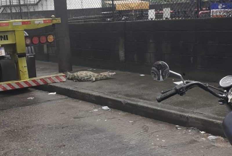Motoqueiro fez registro do jacar&eacute; na cal&ccedil;ada – Foto: Reprodu&ccedil;&atilde;o