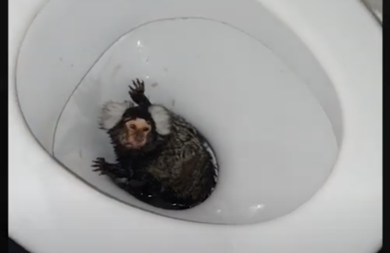 Mulher joga macaca sagui no vaso sanit&aacute;rio e puxa a descarga – Foto: Reprodu&ccedil;&atilde;o