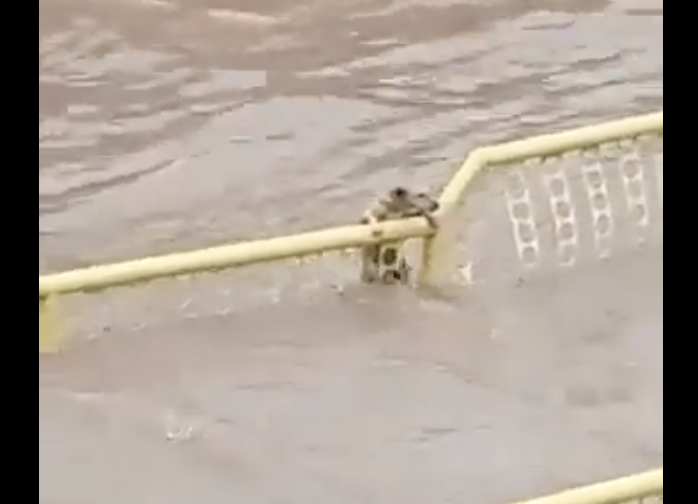 V&iacute;deo flagra desespero do cachorro, lutando contra as &aacute;guas para sobreviver – Foto: Reprodu&ccedil;&atilde;o