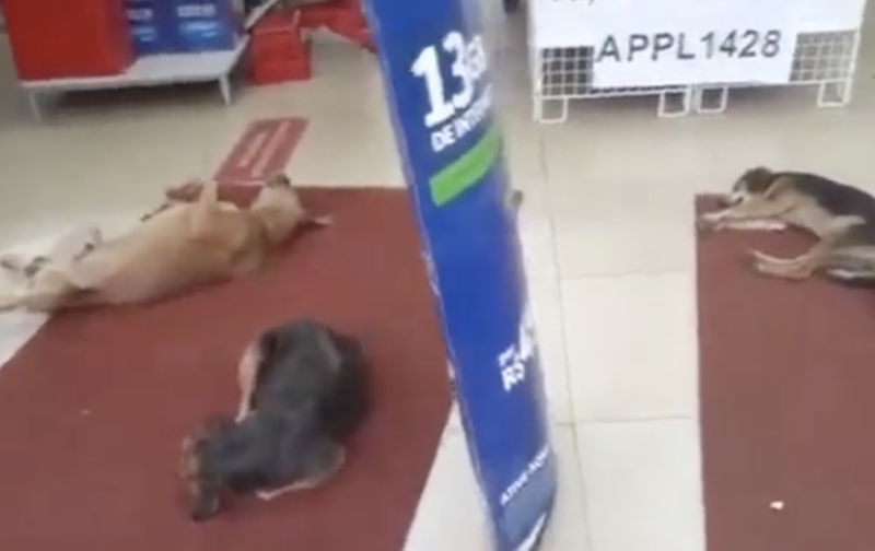 Cachorro tamb&eacute;m sofre com calor. A foto n&atilde;o nos deixa mentir – Foto: Reprodu&ccedil;&atilde;o