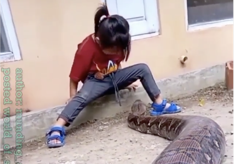 Menina brinca perigosamente com cobra enorme – Foto: Reprodu&ccedil;&atilde;o