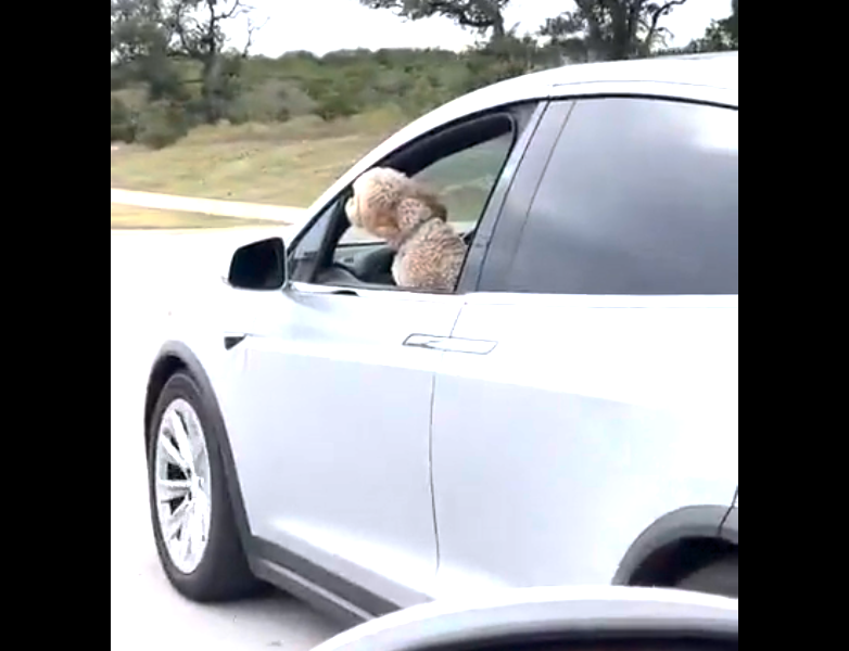 Who let the dogs out? V&iacute;deo flagra poodle motorista em rodovia – Foto: Reprodu&ccedil;&atilde;o