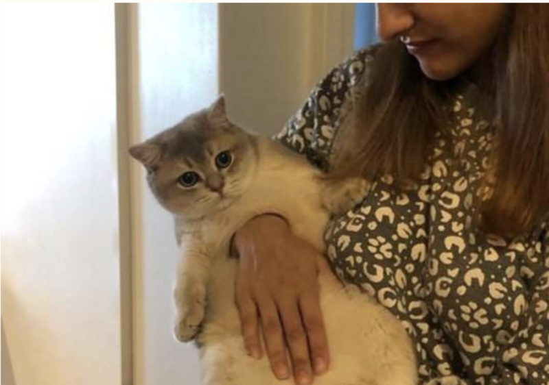 Que buraco &eacute; esse no peito do gato? Foto pirou a internet – Foto: Reprodu&ccedil;&atilde;o