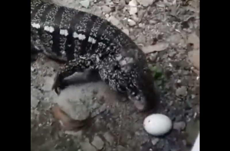 Lagarto vai no ovo, mas quando o homem d&aacute; bobeira com a m&atilde;o… – Foto: Reprodu&ccedil;&atilde;o