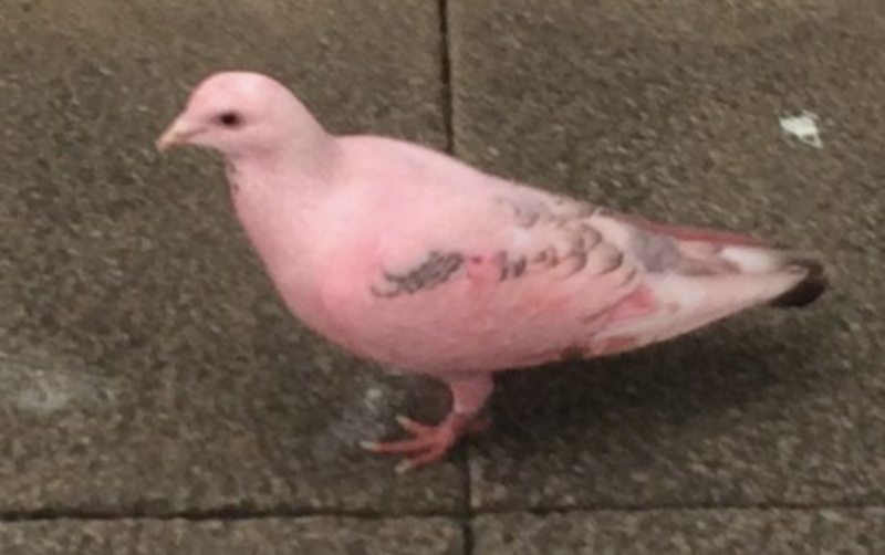 Pombo rosa foi flagrado mais de uma vez – Foto: Reprodu&ccedil;&atilde;o