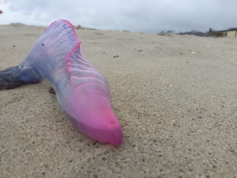 S&oacute; em dezembro foram 20 registros de caravelas-portuguesas no Litoral Norte de SC – Foto: Corpo de Bombeiros/Divulga&ccedil;&atilde;o/ND