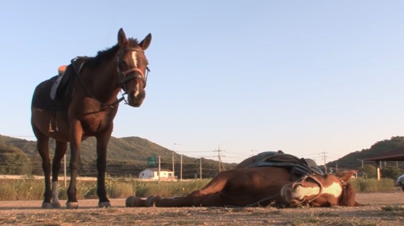 Vídeo feito pelos donos mostra cavalo fingindo estar morto