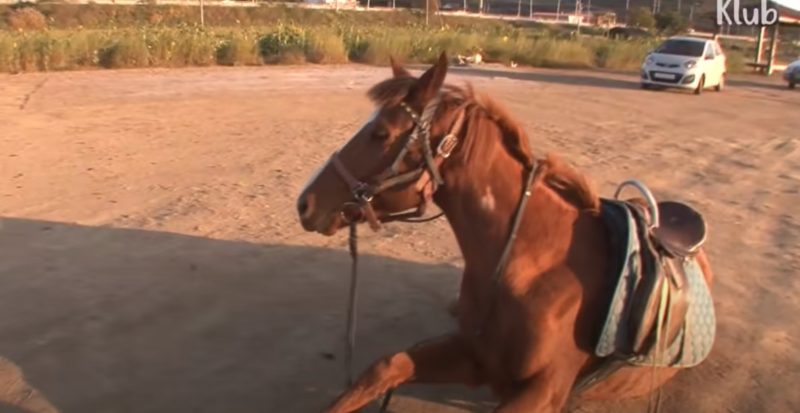 Cavalo se enforca com corda e é resgatado por moradores em SP