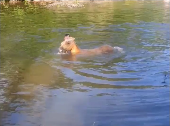 VÍDEO: cavalo fica 'dando risada' ao curtir mergulho em rio de SC