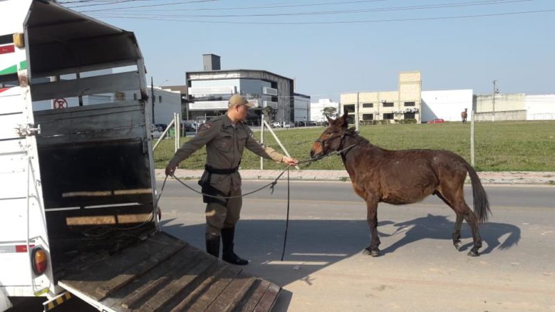 Após denúncia de maus-tratos, cavalo é encontrado com patas