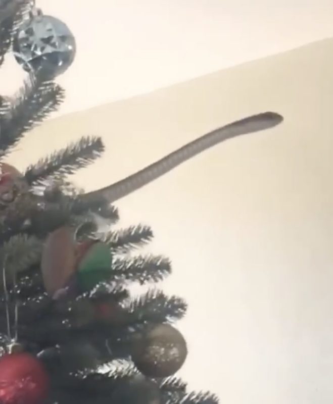 Fam&iacute;lia notou que a &aacute;rvore de Natal tinha um “enfeite” extra. – Foto: Internet/Reprodu&ccedil;&atilde;o/ND