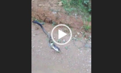 serpente se arma para atacar biólogo