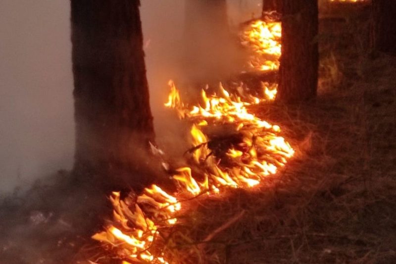 Incêndio ocorreu em uma plantação de pinus em Três Barras &#8211; Foto: CBM/Divulgação