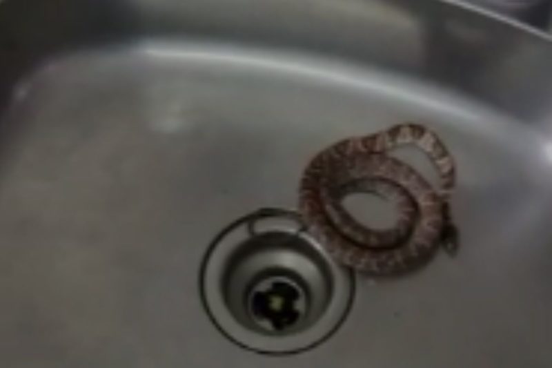 Já essa dormideira aí da foto resolveu dormir em um lugar pouco convencional. Ela apareceu na pia de um apartamento em Jaraguá do Sul e acabou dando um susto no morador, que pensou que fosse um ladrão – Foto: Arquivo pessoal/ ND