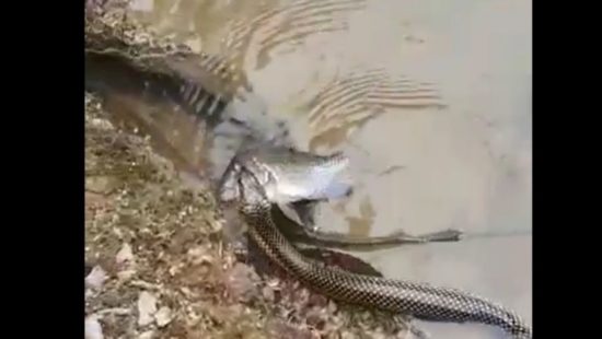 Cobra mais venenosa do Brasil é resgatada pela GCM no litoral de SP, Santos e Região