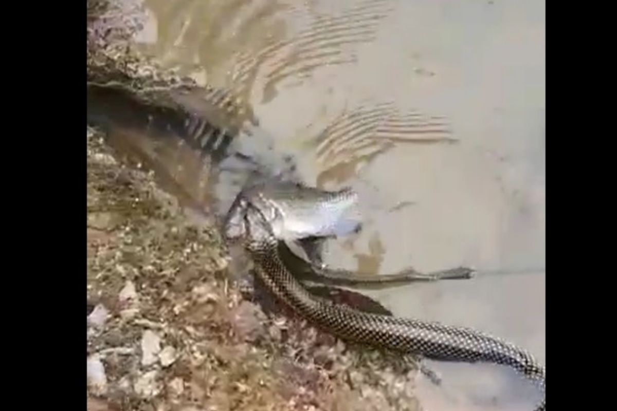 Morador flagra cobra 'pescando' em SC - Sulinfoco