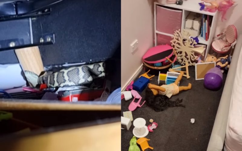 Cobra p&iacute;ton &eacute; achada embaixo da cama de crian&ccedil;a no meio da noite &mdash; Foto: Reprodu&ccedil;&atilde;o/ND&nbsp;