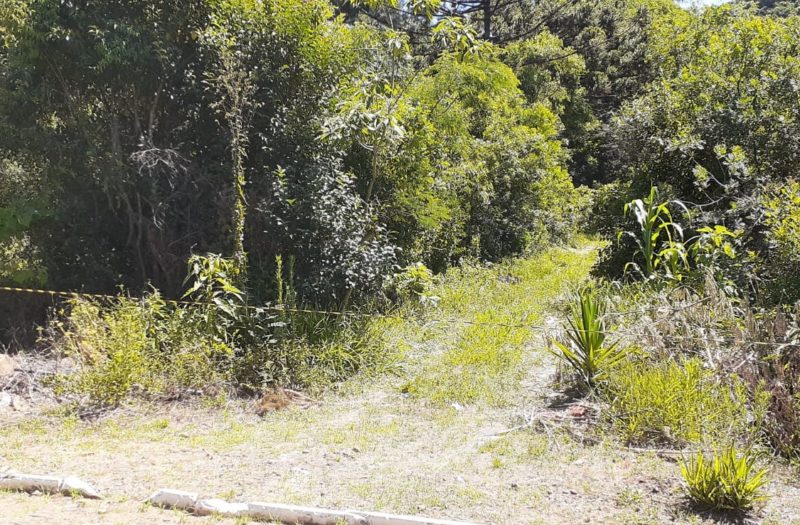 &Aacute;rvore caiu sobre o idoso, que n&atilde;o resistiu aos ferimentos e morreu no local – Foto: Corpo de Bombeiros/ND