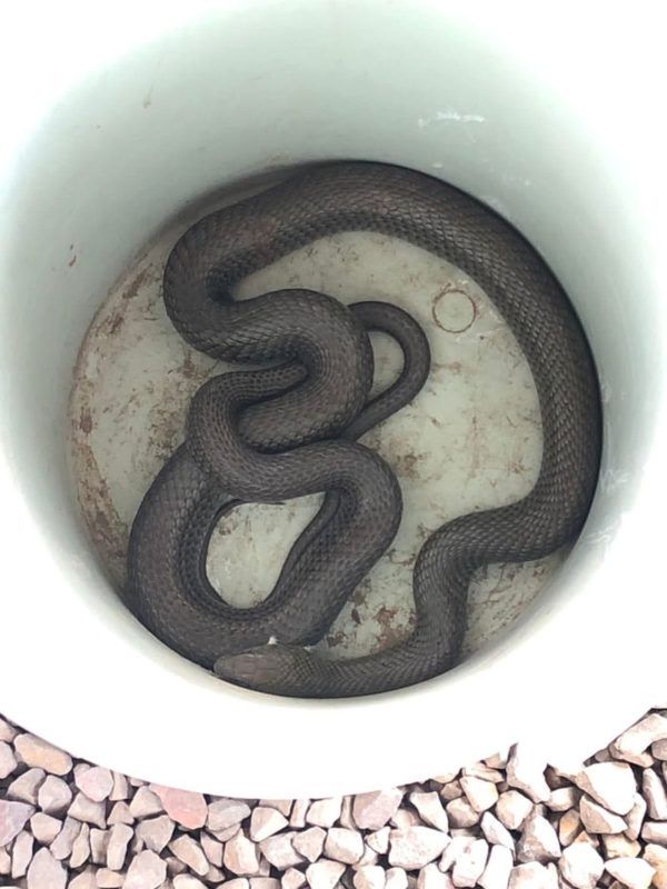 Serpente da esp&eacute;cie philodryas patagoniensis foi encontrada por moradores do bairro Nossa Senhora Aparecida – Foto: Corpo de Bombeiros/ND