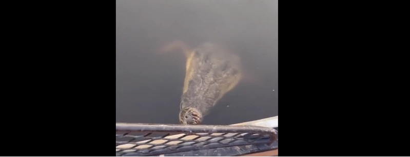 Mulher acabou sendo atacada pelo animal – Foto: Reprodu&ccedil;&atilde;o/Internet