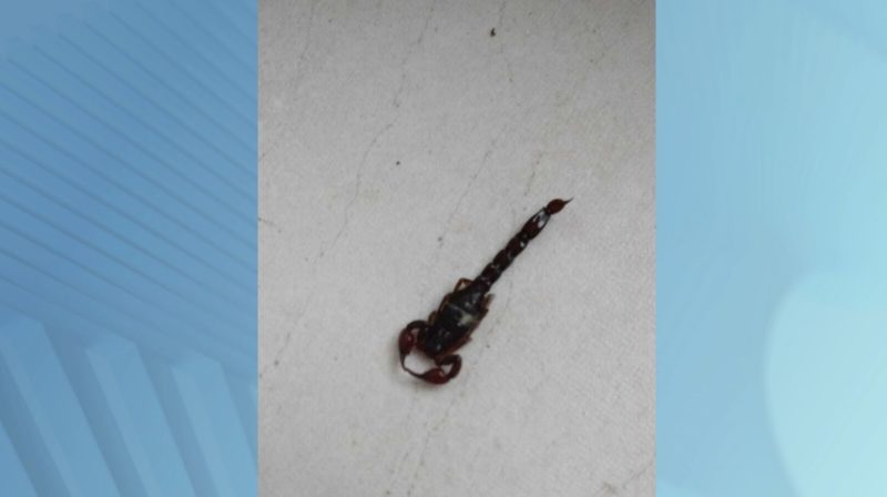 O escorpi&atilde;o foi encontrado as 18h na sala da resid&ecirc;ncia na &uacute;ltima sexta-feira (3) – Foto: S&ocirc;nia Prange /Arquivo Pessoal