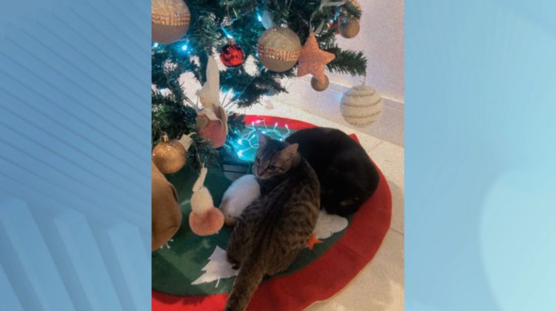 Justin apareceu por volta das 19h com a pata machucada – Foto: Arquivo Pessoal