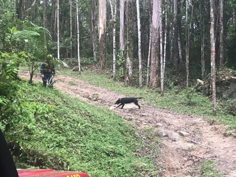 C&atilde;o de busca &eacute; acionado para atuar no desaparecimento – Foto: Divulga&ccedil;&atilde;o/CBM SC/ND